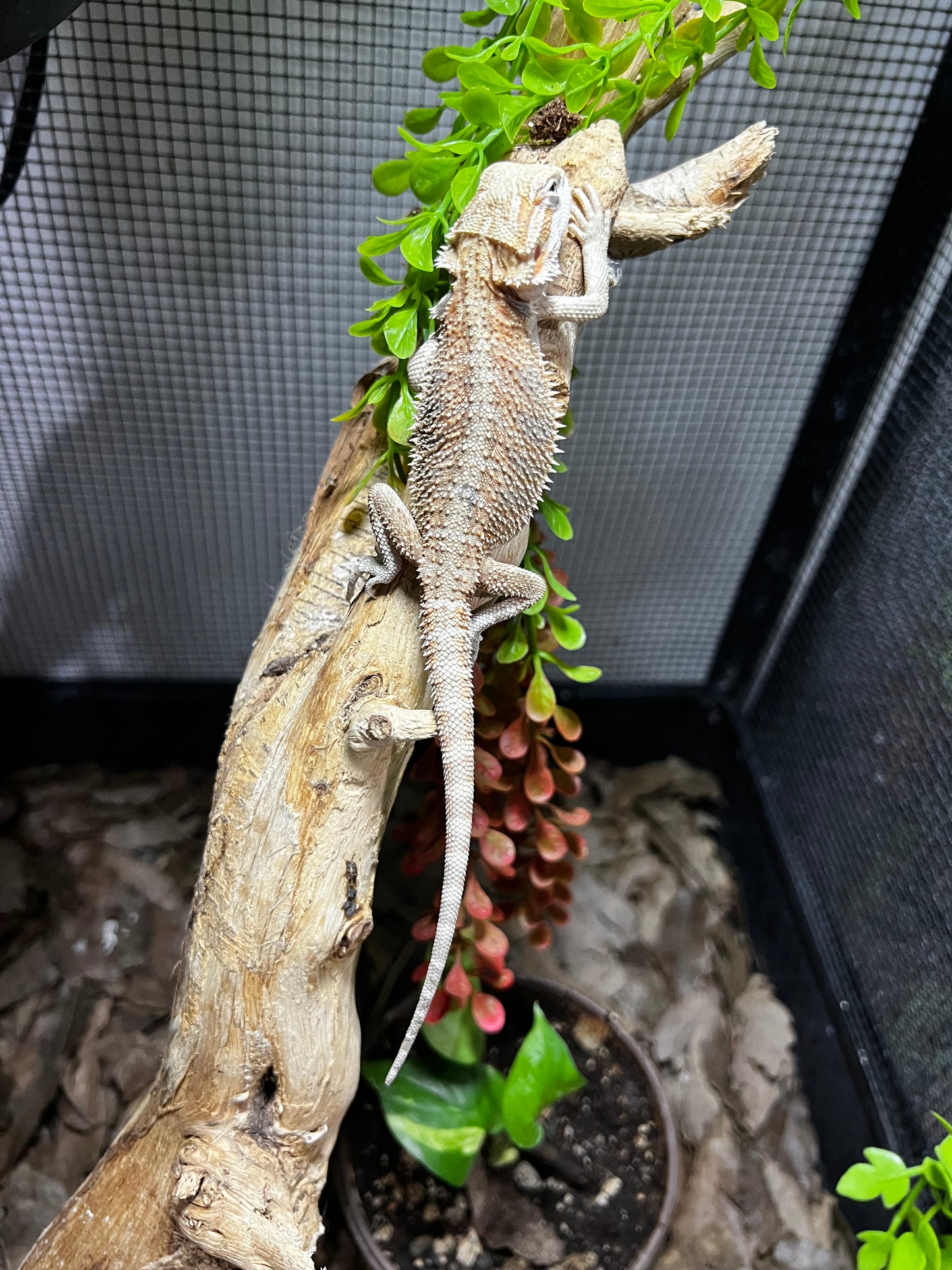 DRAGÓN BARBUDO 5
