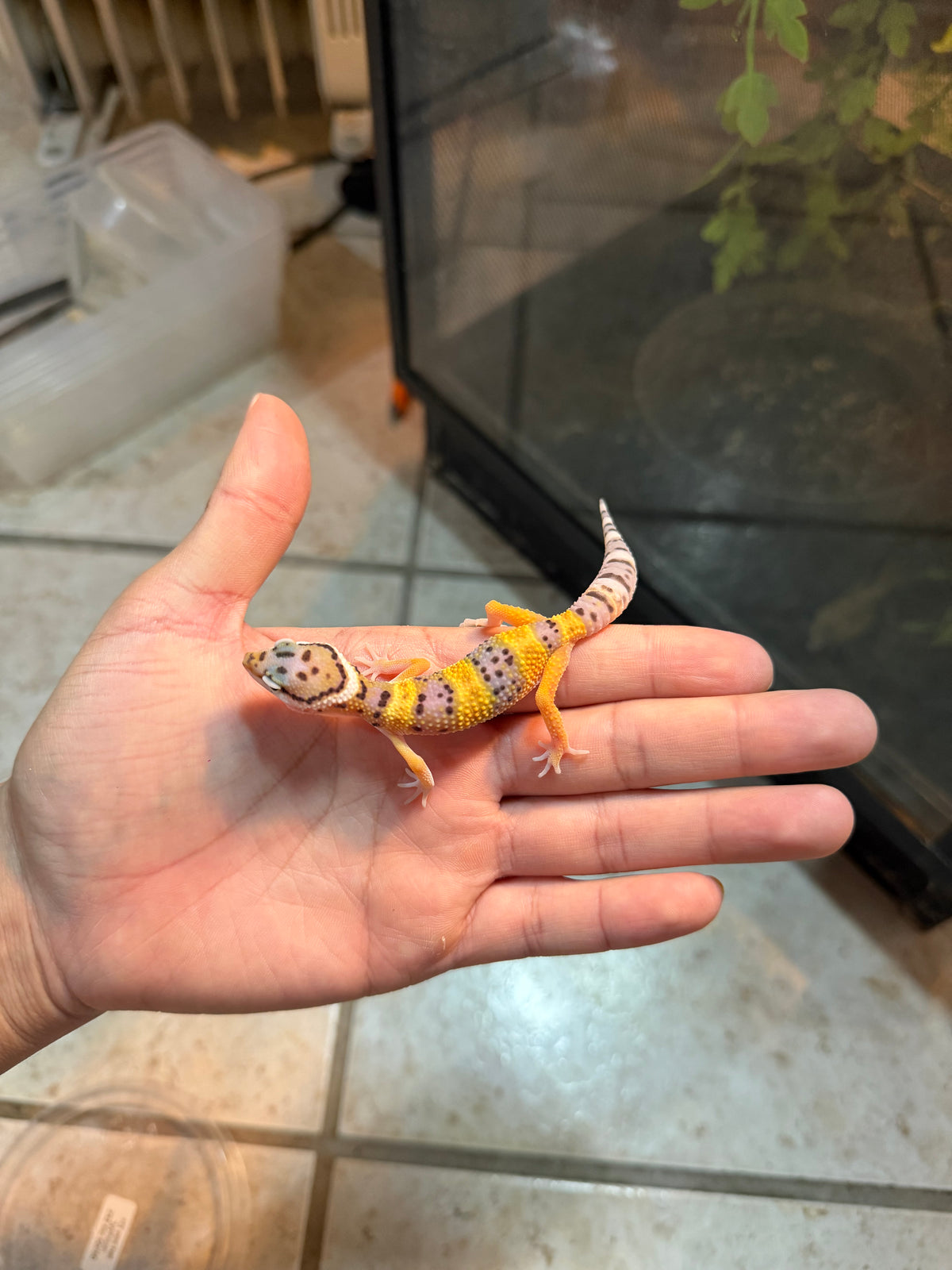 GECKO LEOPARDO HIGH YELLOW POSS HET TYPHOON INCUBADO PARA 50/50 232