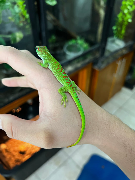 GECKO GIGANTE DE MADAGASCAR CHICO