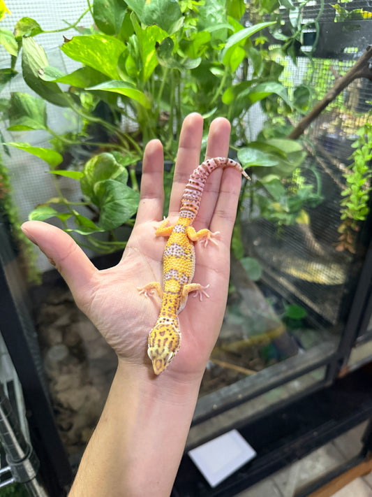 Gecko leopardo BELL HET WK 38