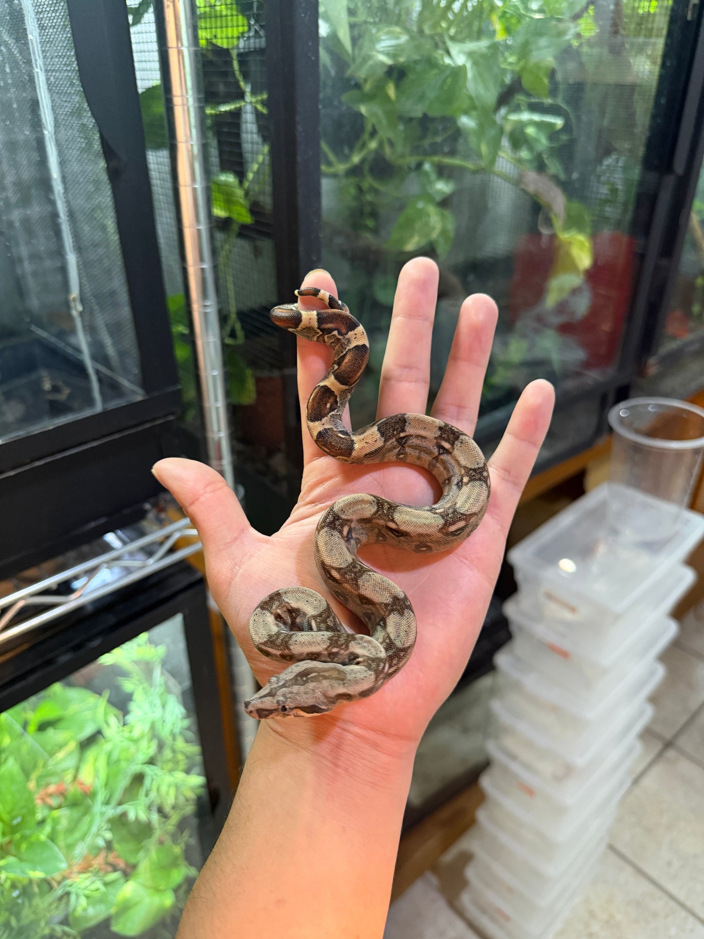 BOA COLOMBIANA NOMINAL 100% HET ANERY 50% HET ALBINO KHAL MACHO