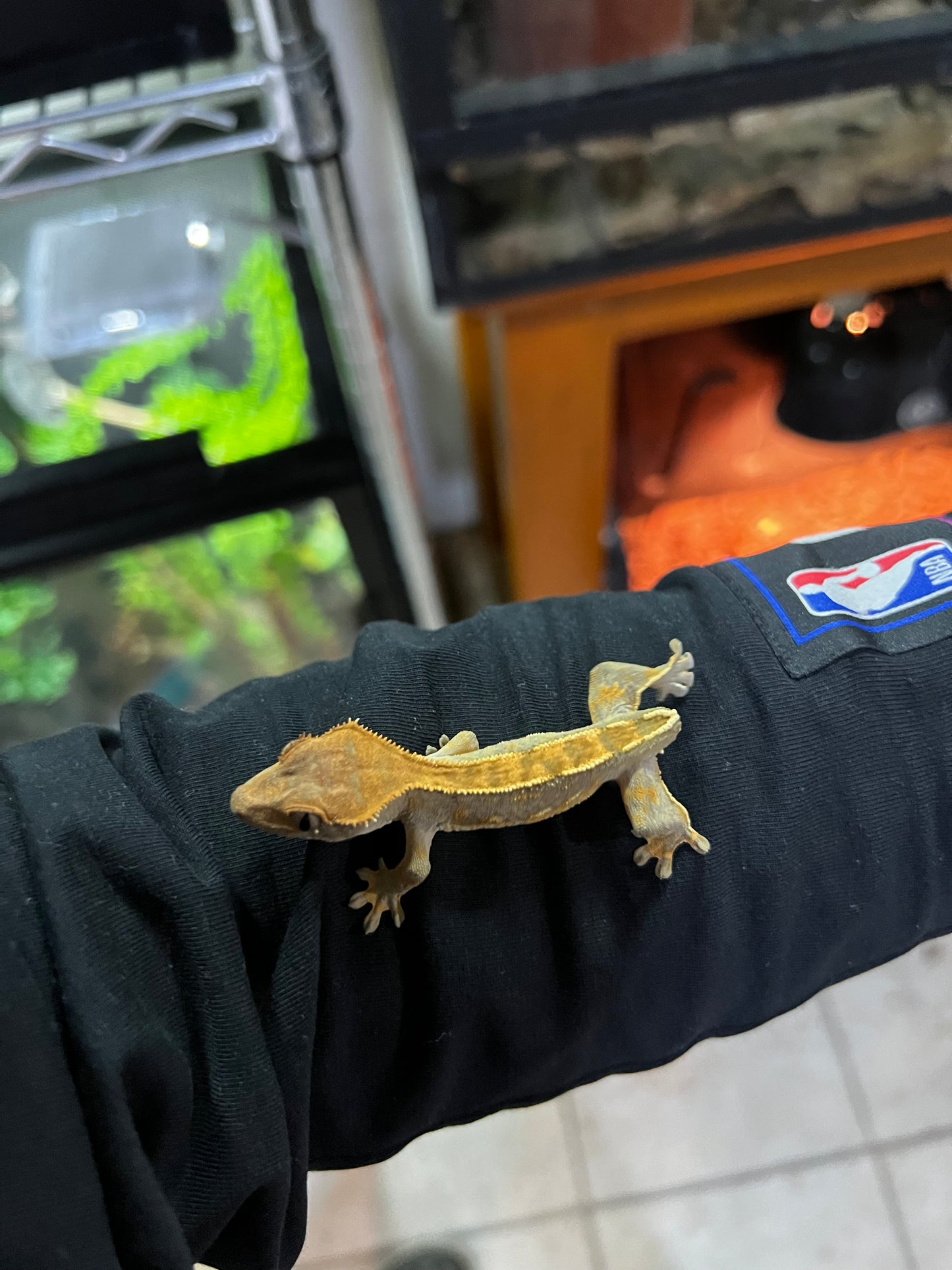 GECKO CRESTADO PINSTRIPE SIN COLA (no afecta su calidad de vida)
