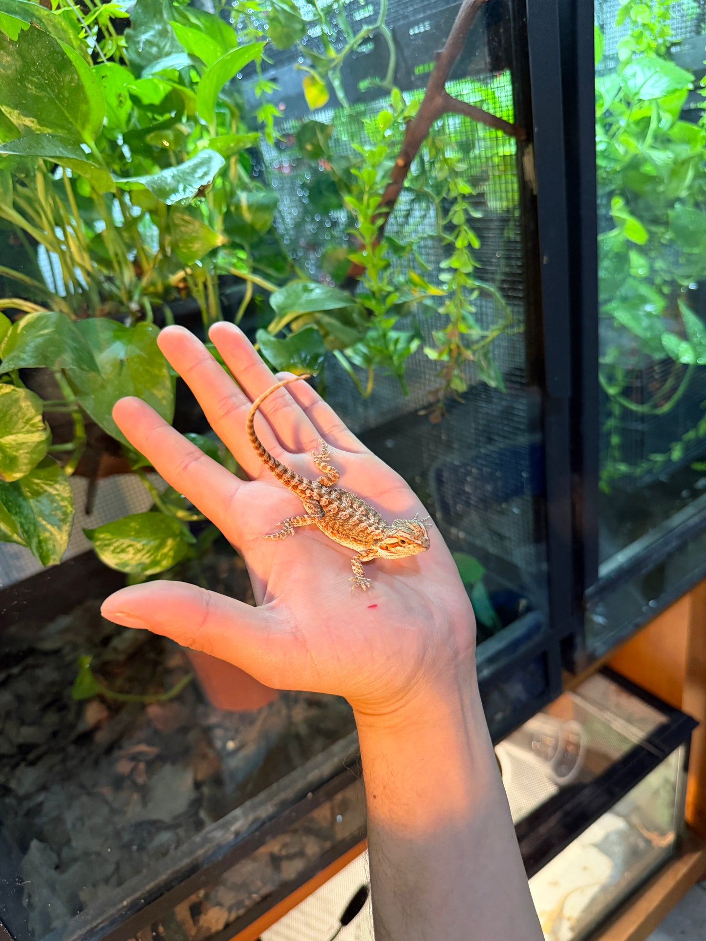 DRAGÓN BARBUDO HYPO 10