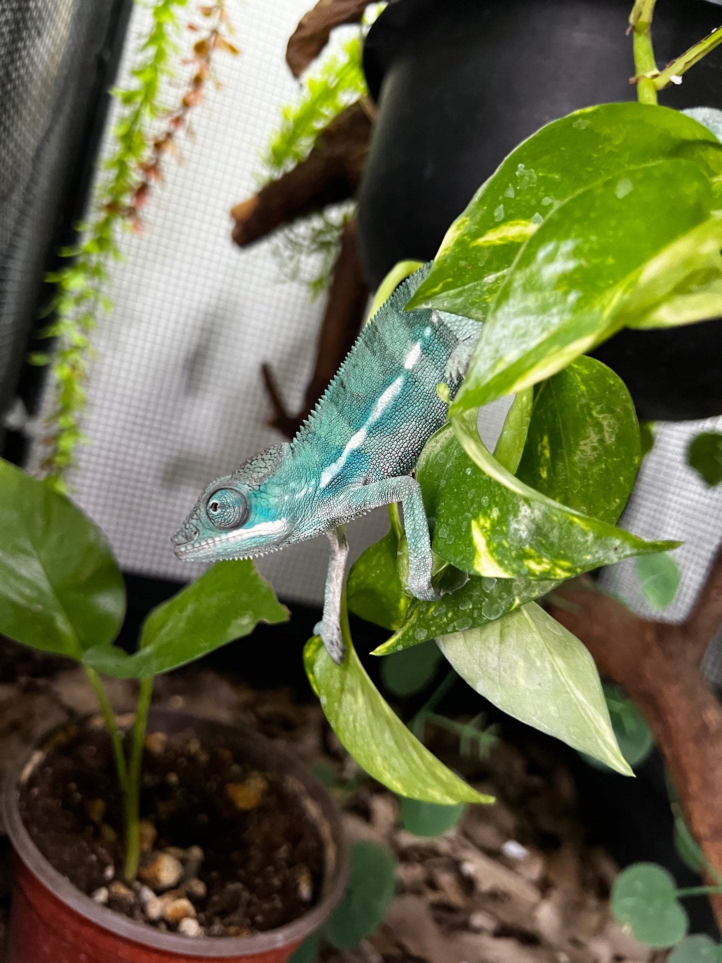 PANTERA AMBILOBE MACHO JUVENIL