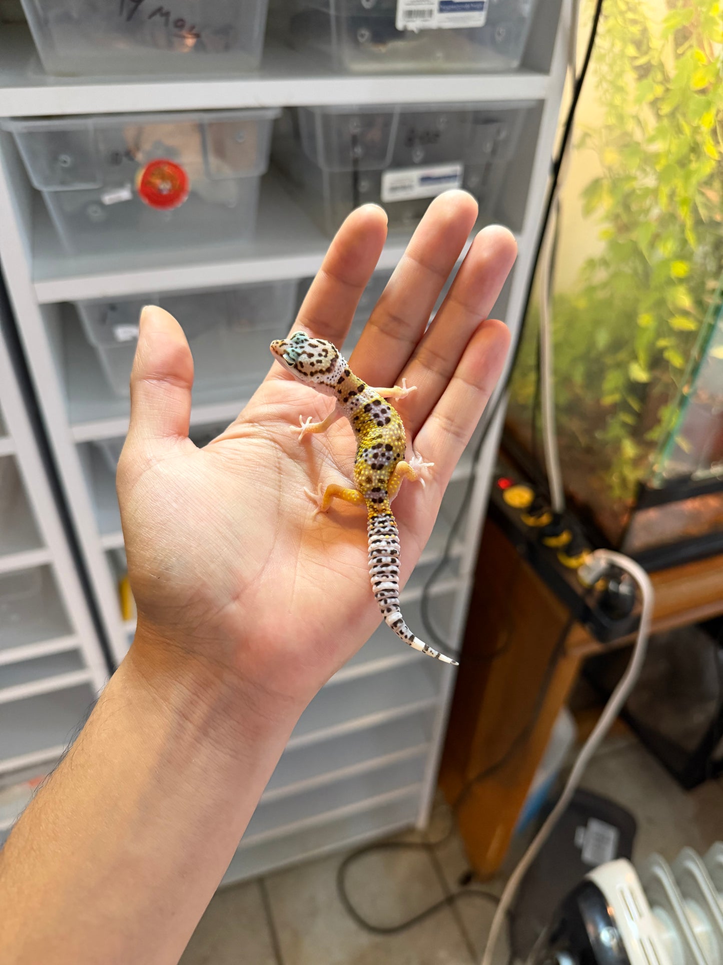 GECKO LEOPARDO HIGH YELLOW HET TREMPER 1