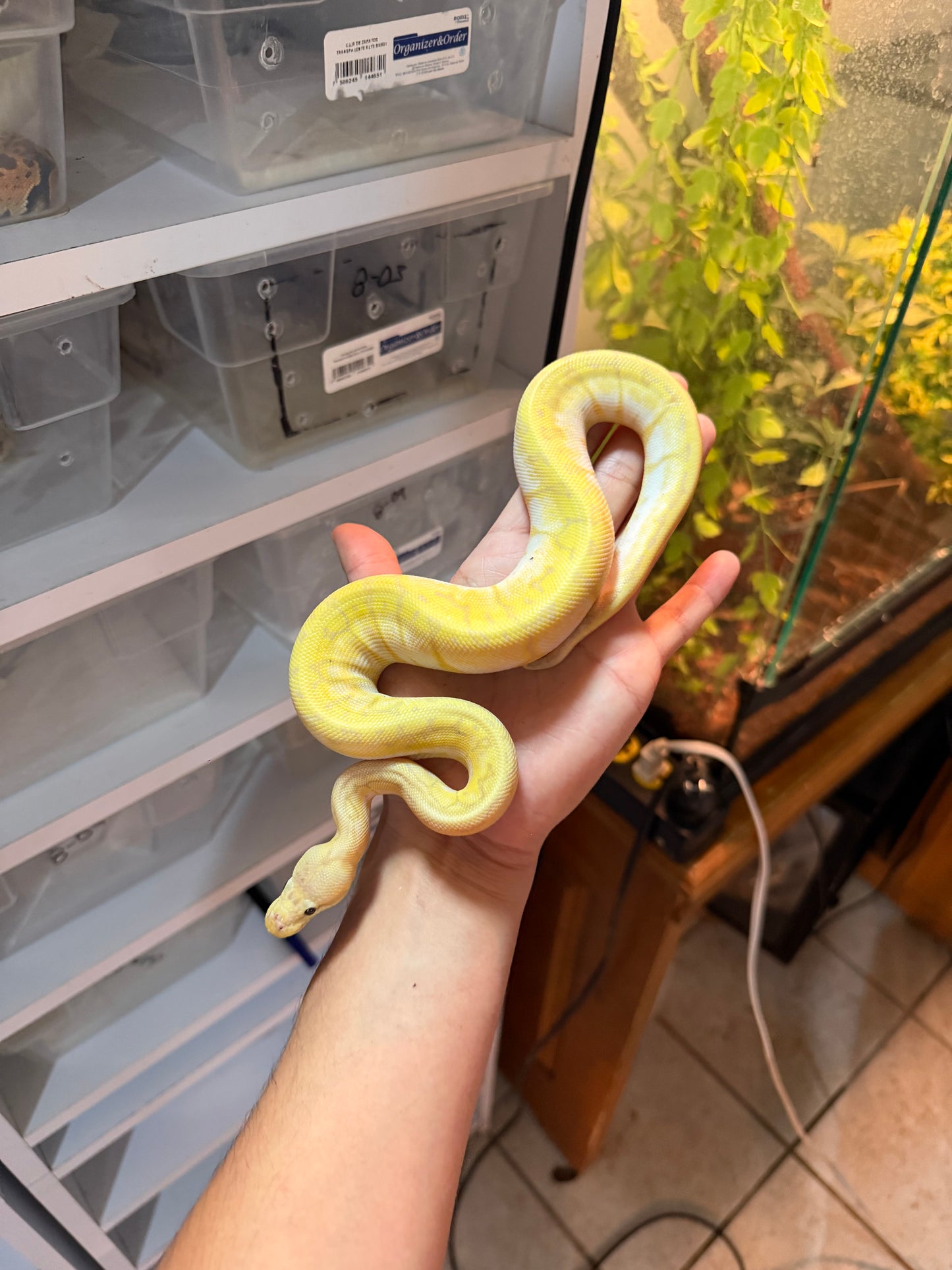PITÓN BOLA BANANA PINSTRIPE PASTEL (LEMONBLAST) MACHO