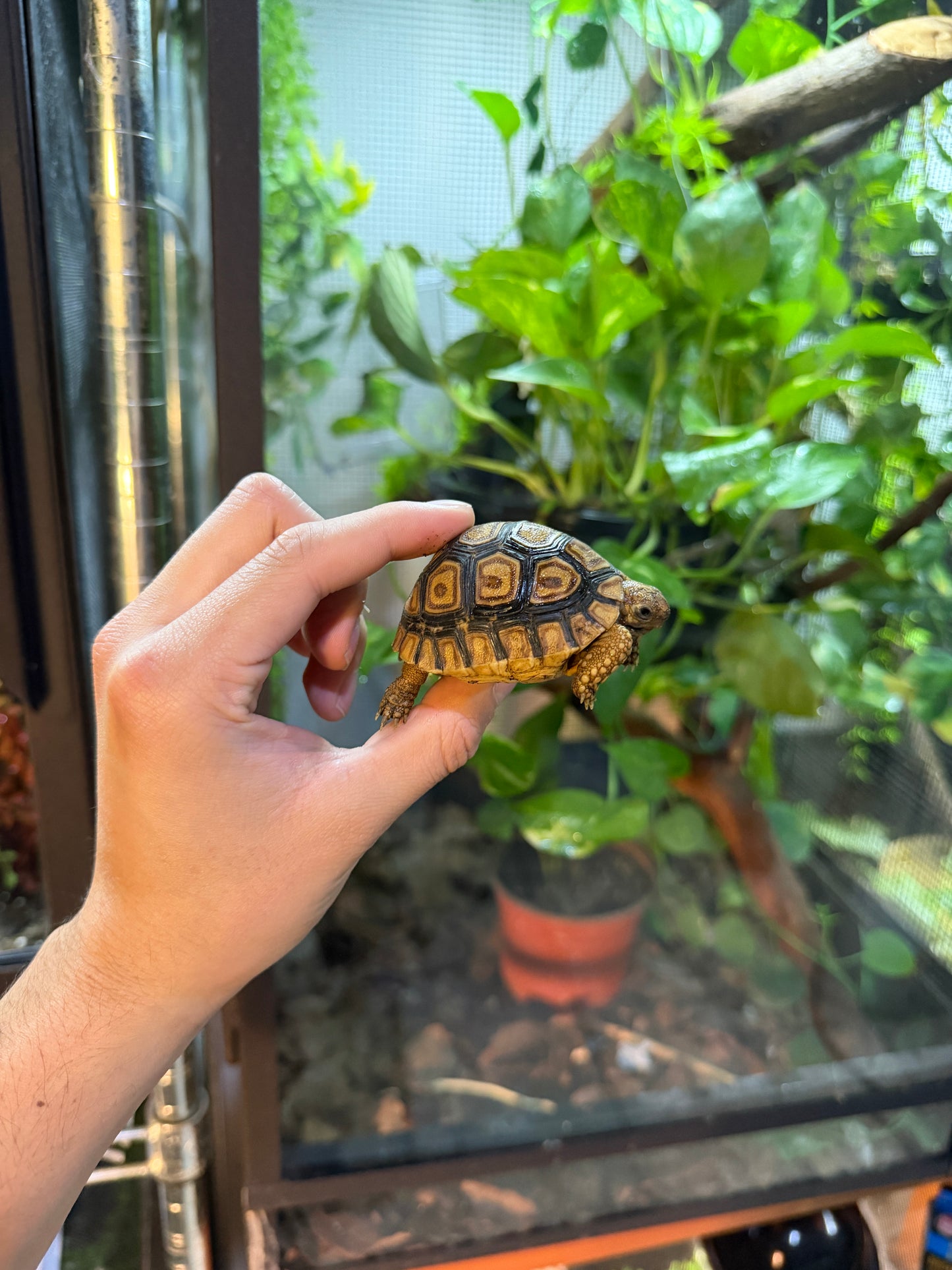 TORTUGA LEOPARDO 5 (Stigmochelys pardalis) CITES2025