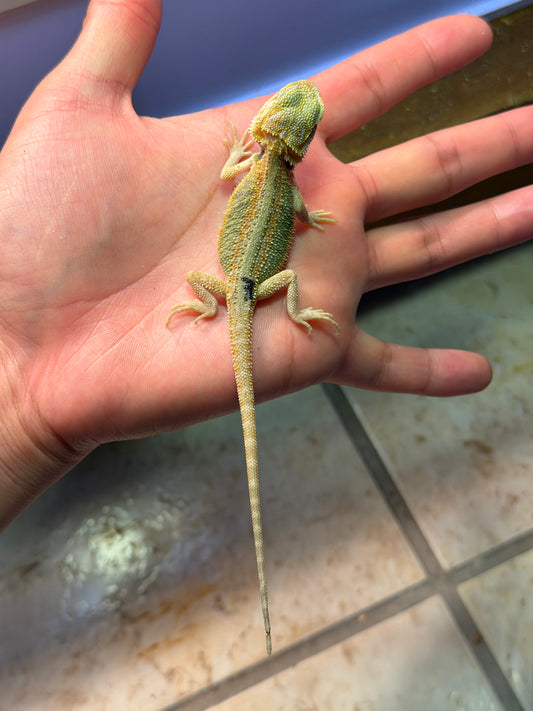 DRAGÓN BARBUDO HYPO CITRUS TRANSLUCENT 7