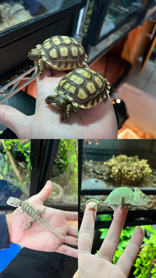 REPTIPACK1  (INCLUYE 1 DRAGÓN BARBUDO, 1 TORTUGA SULCATA, 1 CAMALEÓN DE VELO)