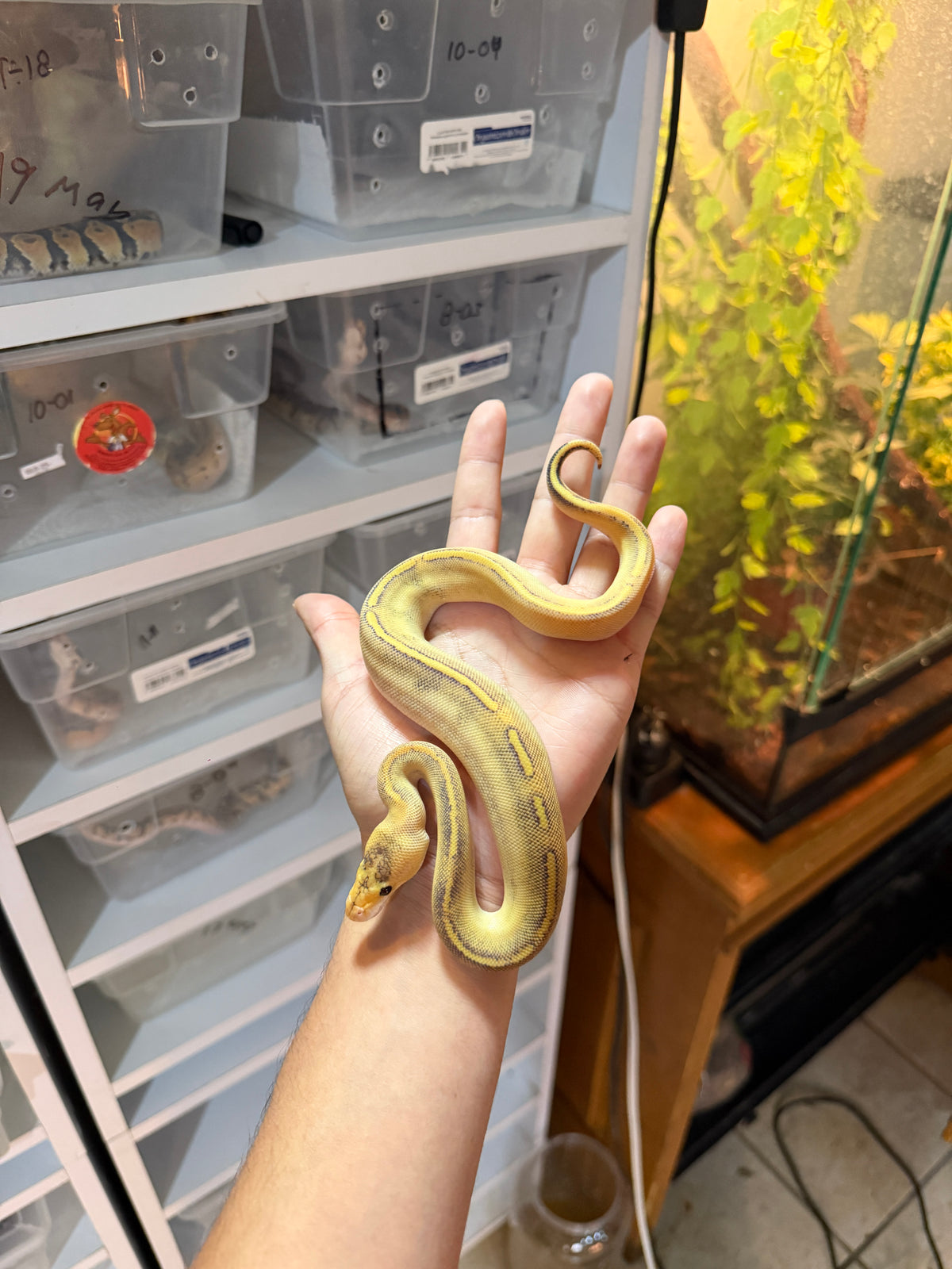 PITÓN BOLA CHAMPAGNE HET PIED CON RINGER HEMBRA 8-5