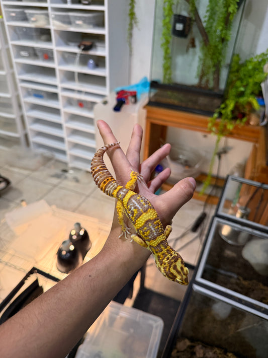 GECKO LEOPARDO BELL ALBINO MACHO JUVENIL