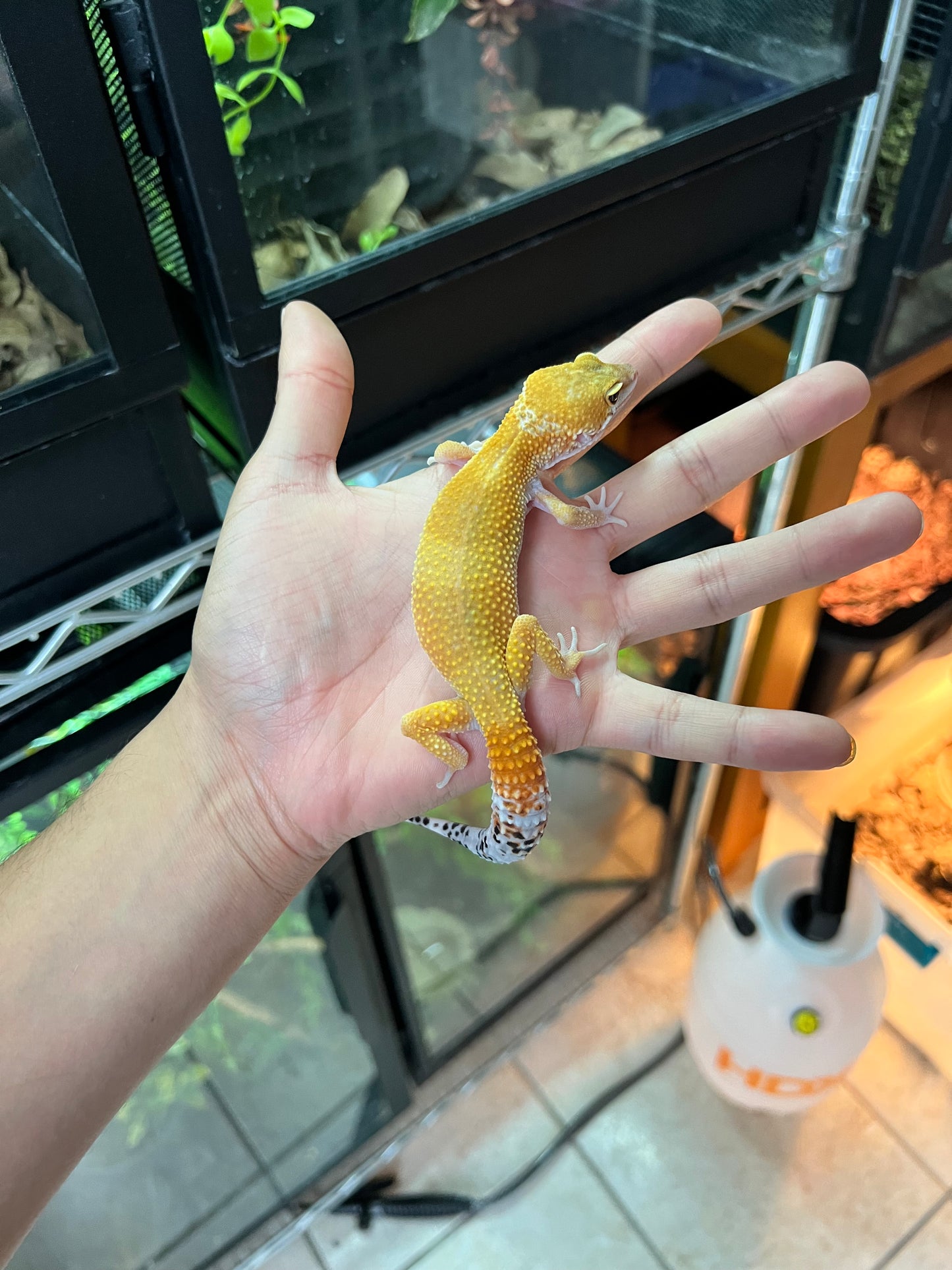 SÚPER HYPO TANGERINE HEMBRA 40