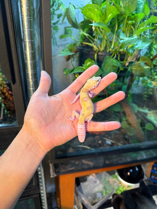 GECKO LEOPARDO RAPTOR PH BLIZZARD  122