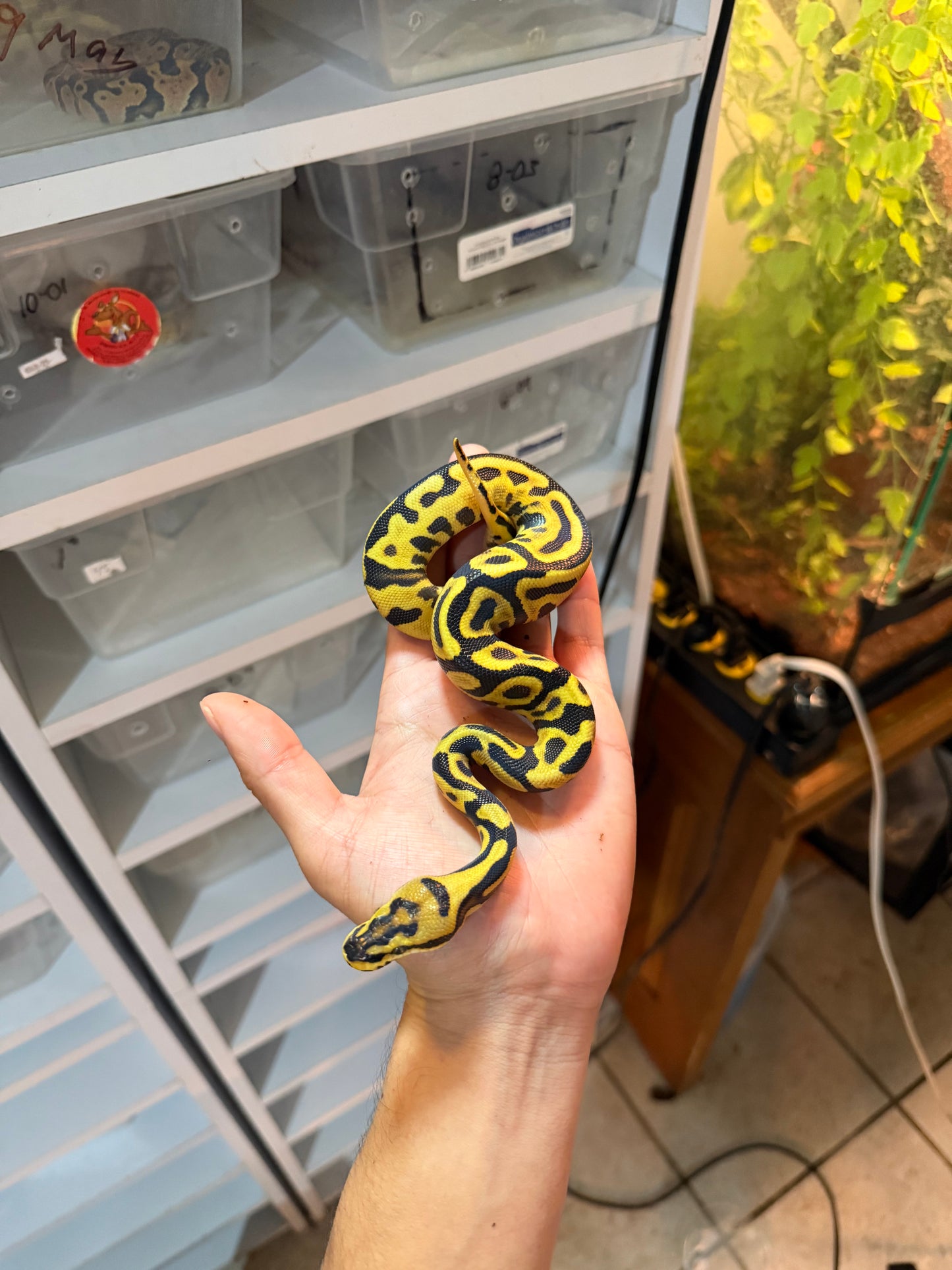 PITÓN BOLA LEOPARDO SPOTNOSE 100% HET CLOWN HEMBRA