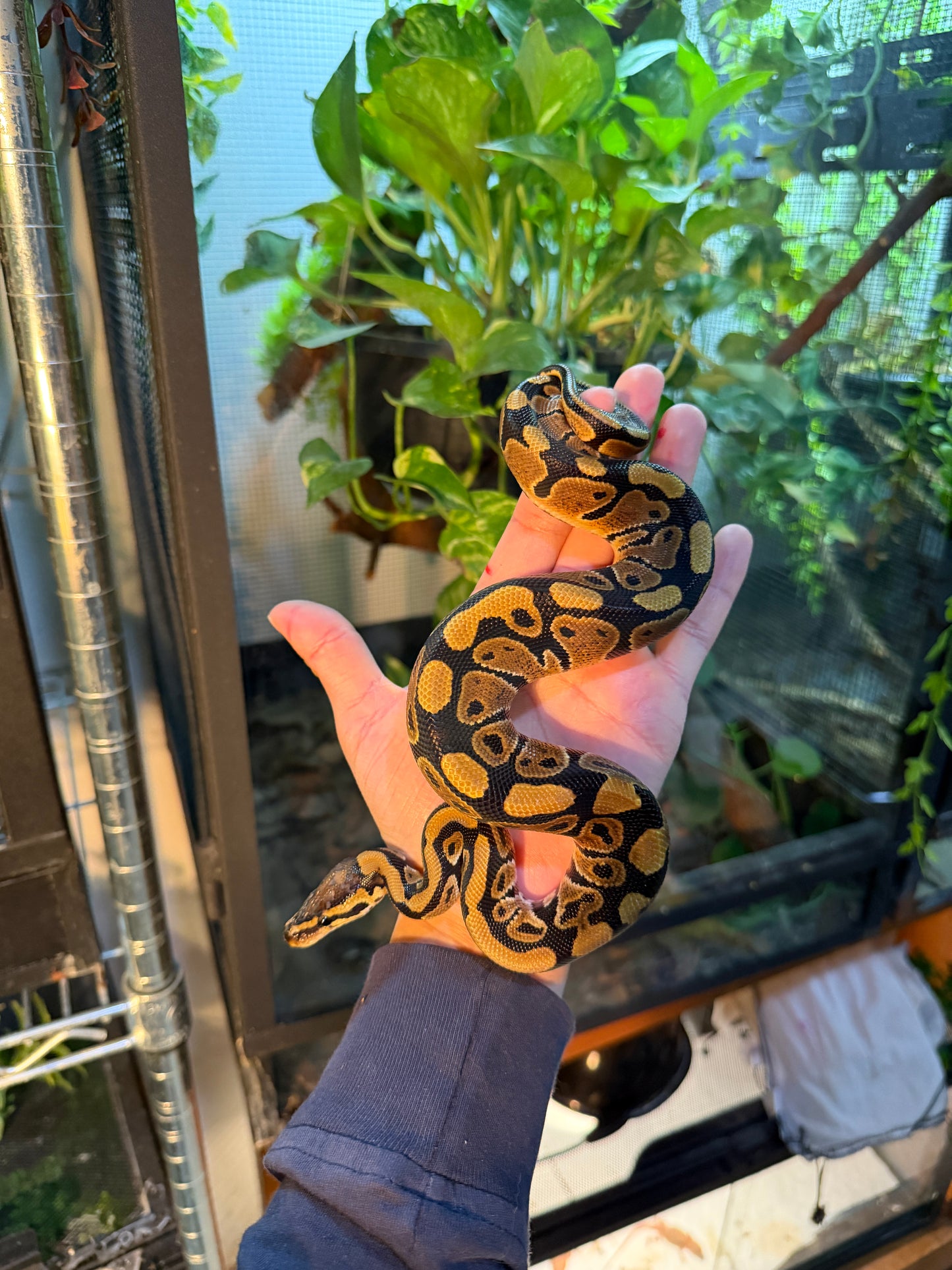 PITÓN BOLA NOMINAL HEMBRA 5