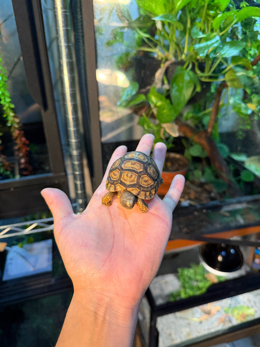 TORTUGA LEOPARDO 1 (Stigmochelys pardalis) CITES2025