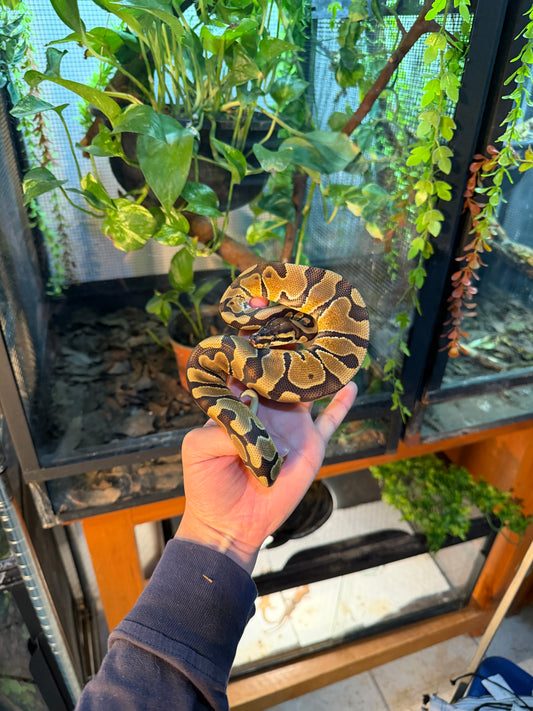 PITÓN BOLA ENCHI MACHO 3