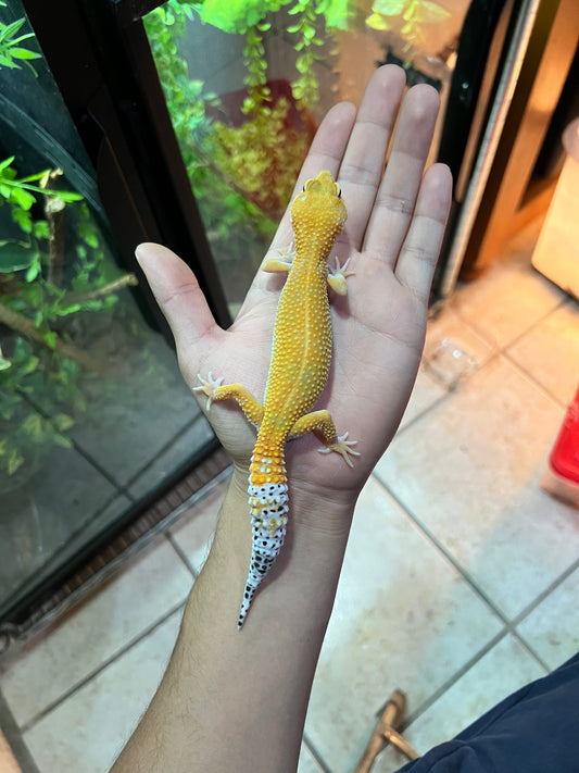 SÚPER HYPO TANGERINE HEMBRA 16