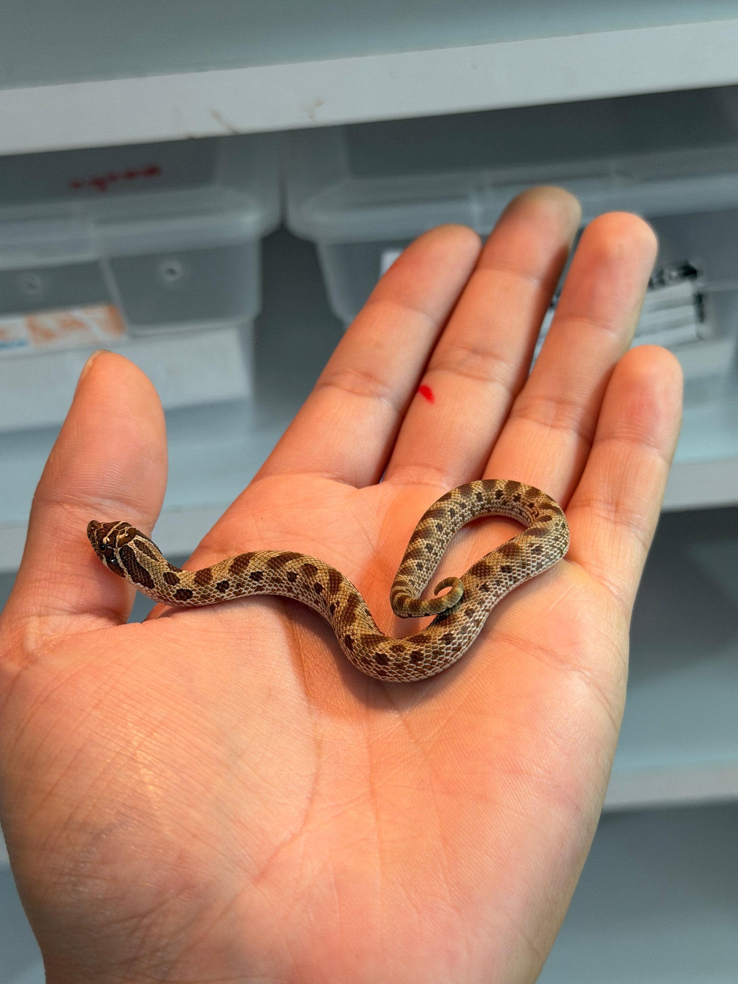 SERPIENTE NARIZ DE CERDO (HOGNOSE) CONDA HEMBRA 13