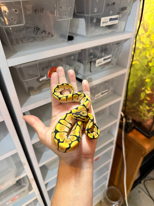 PITÓN BOLA SPIDER ENCHI ORANGE DREAM MACHO HET PIED 11-11