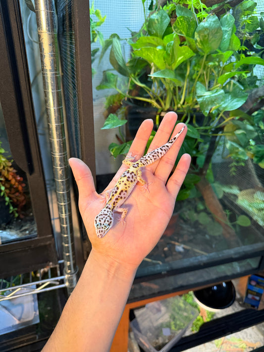 GECKO LEOPARDO MACK SNOW HET BELL 123