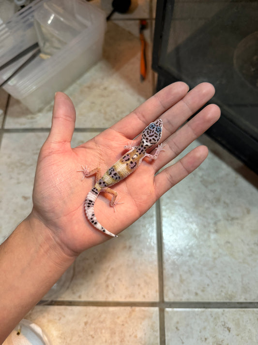 GECKO LEOPARDO MACK SNOW POSS HET BELL/BLIZZARD INCUBADO PARA HEMBRA 211