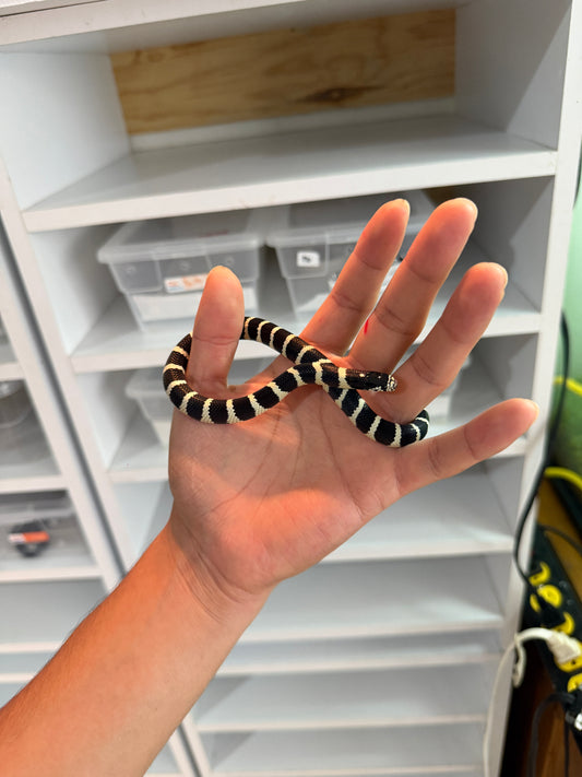 SERPIENTE REY DE CALIFORNIA BANDEADA