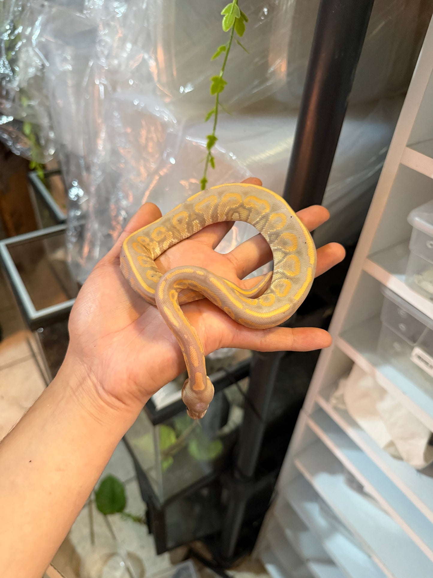PITÓN BOLA BANANA CINNAMON MACHO