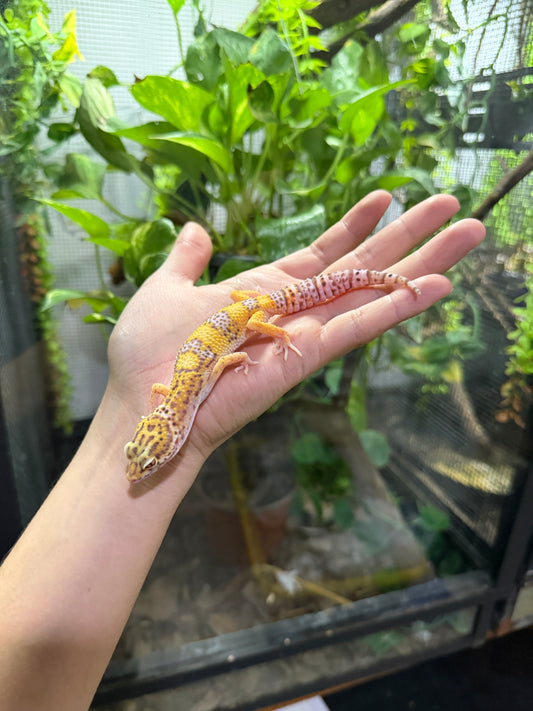 Gecko leopardo BELL HET WK 38