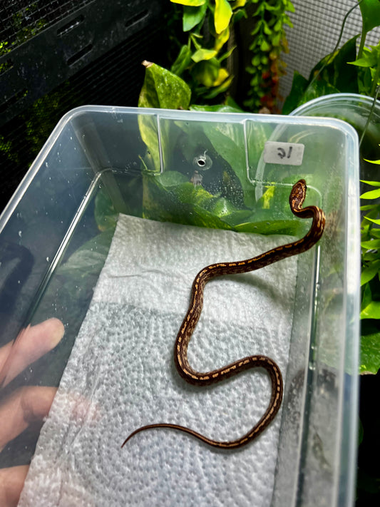 SERPIENTE MAICERA TESSERA HEMBRA 16