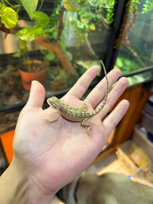 DRAGÓN BARBUDO NOMINAL 3P