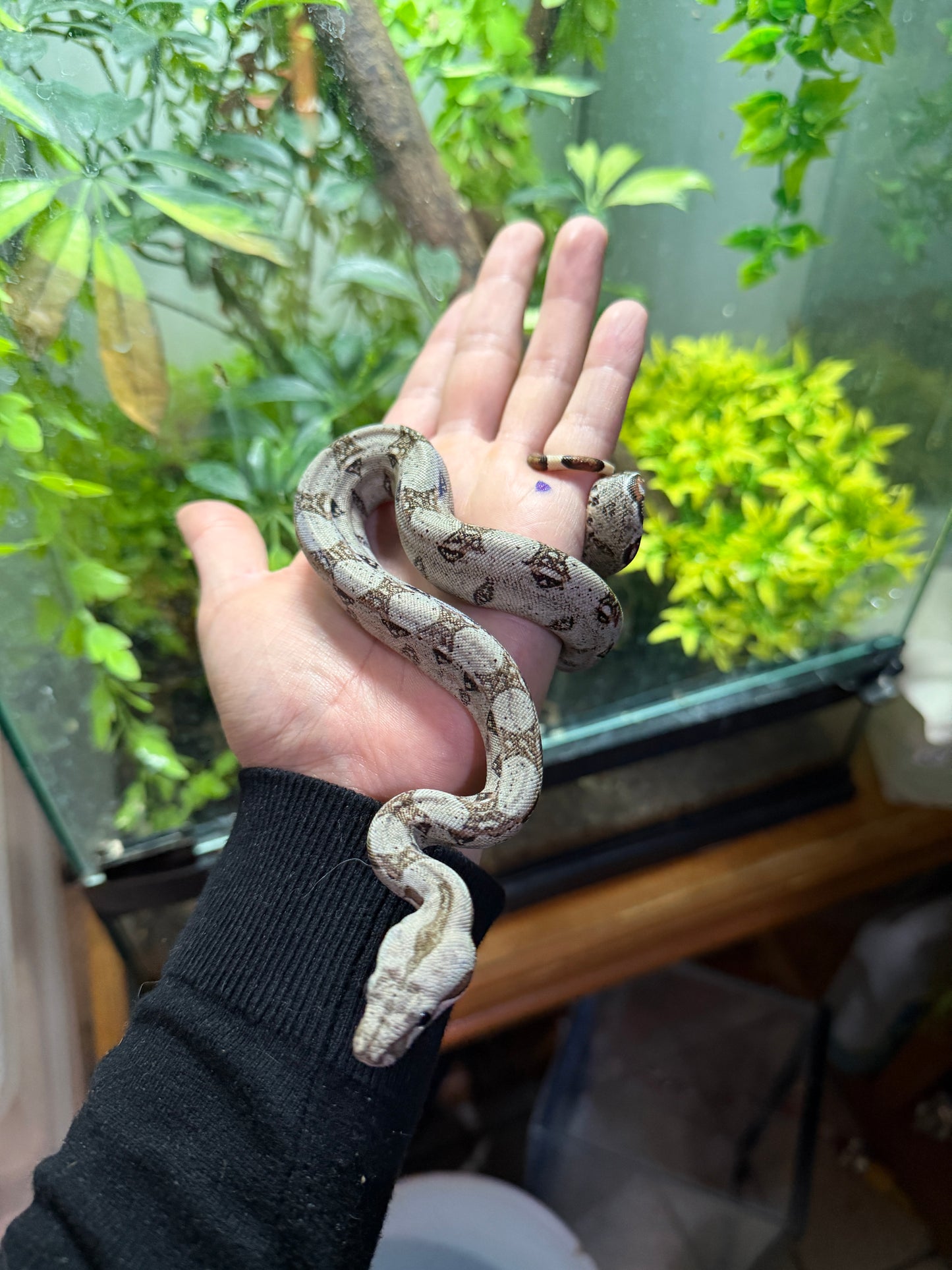 BOA MEXICANA LOCALIDAD SONORA HEMBRA SH5