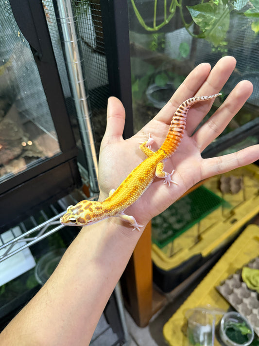 GECKO LEOPARDO Raptor (Ruby Eye) macho 2
