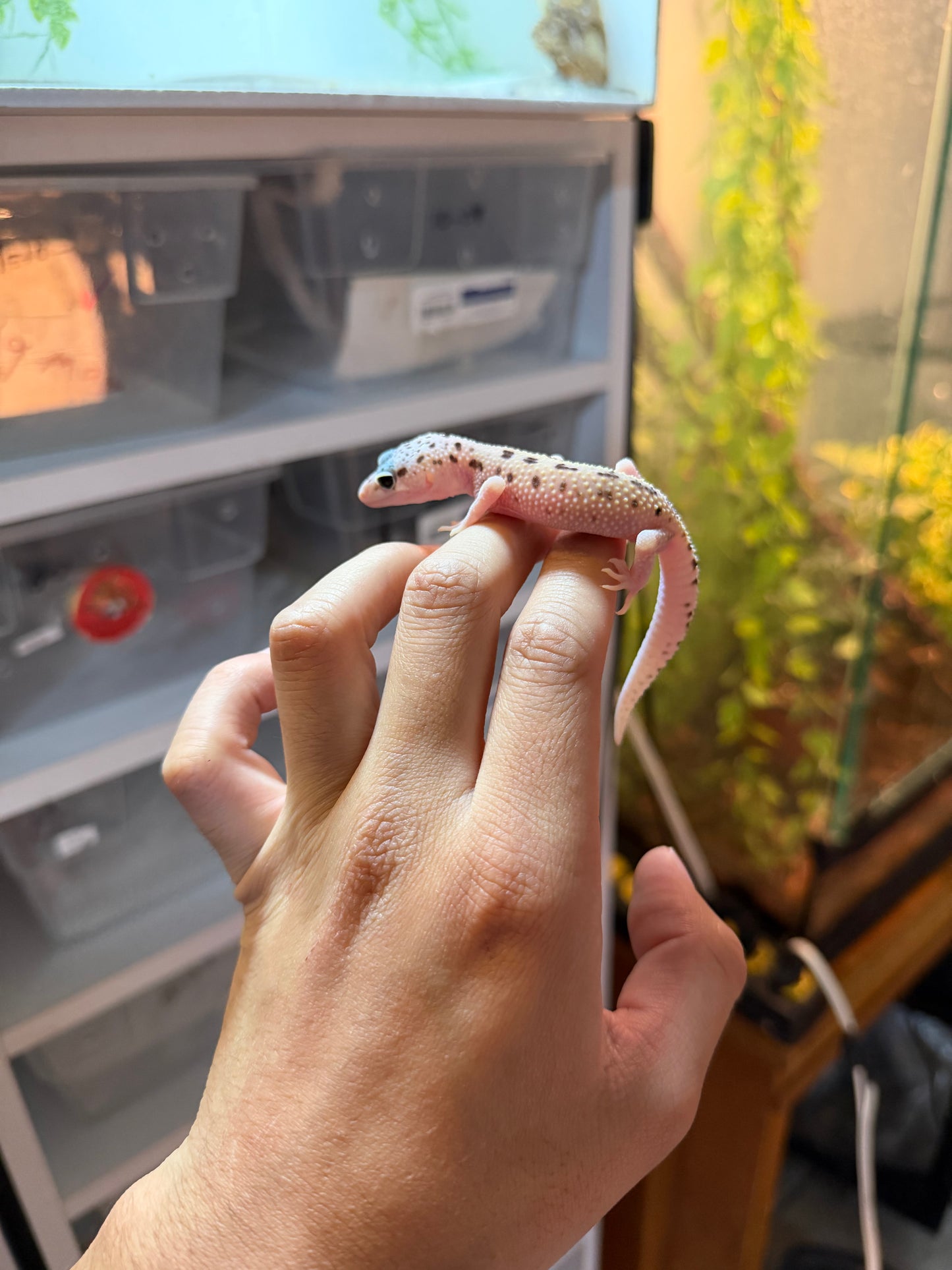 GECKO LEOPARDO MACK SNOW ECLIPSE HEMBRA 073