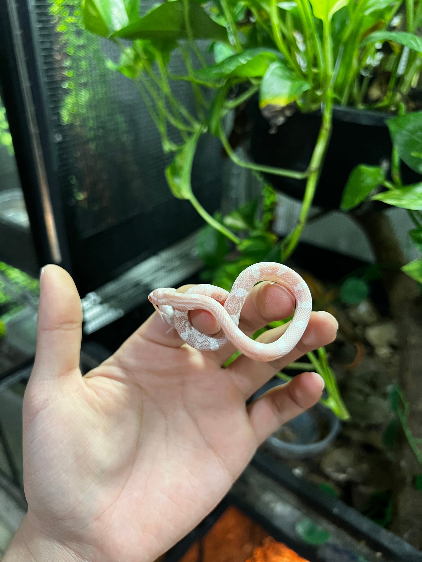 SERPIENTE MAICERA SNOW HEMBRA  39
