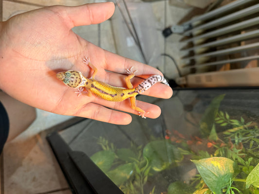 GECKO LEOPARDO HIGH YELLOW HET TYPHOON INCUBADO PARA HEMBRA 139
