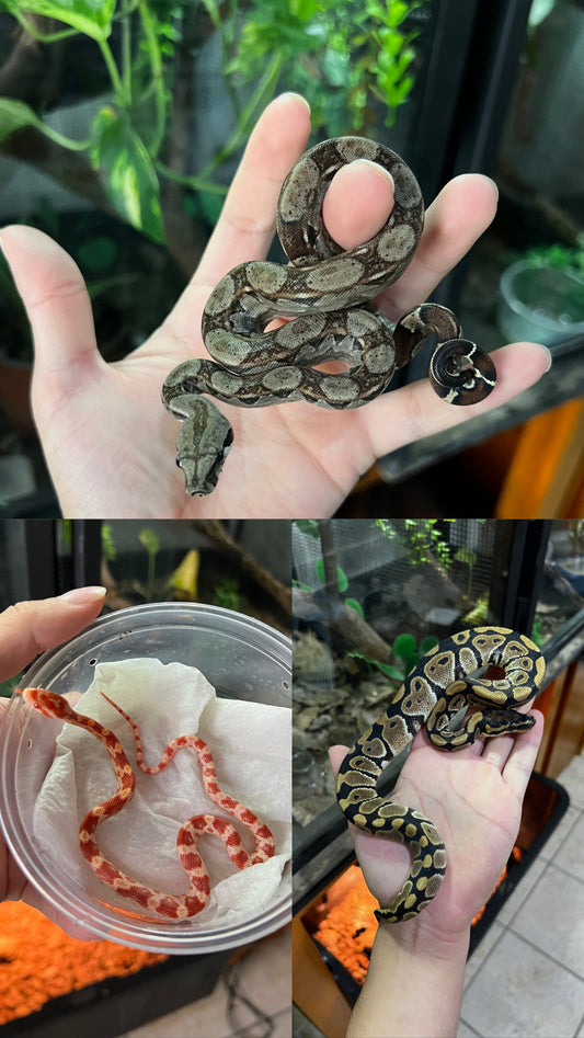 SNAKEPACK🐍 (incluye 1 boa mexicana 1 pitón bola nominal 1 serpiente Maicera de fase)