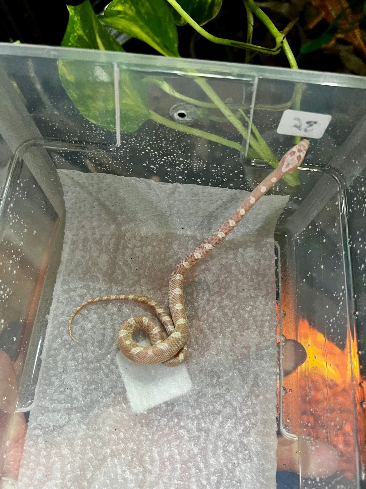 SERPIENTE MAICERA SNOW MACHO 36