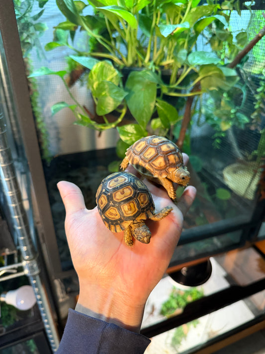 COMBO TORTUGAS TERRESTRES AFRICANAS