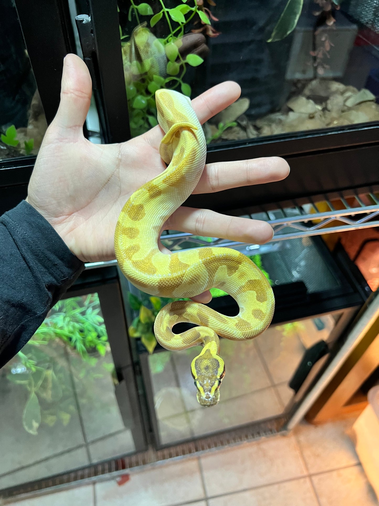 PITÓN BOLA CYPRESS MOJAVE ENCHI ORANGE DREAM HEMBRA 17