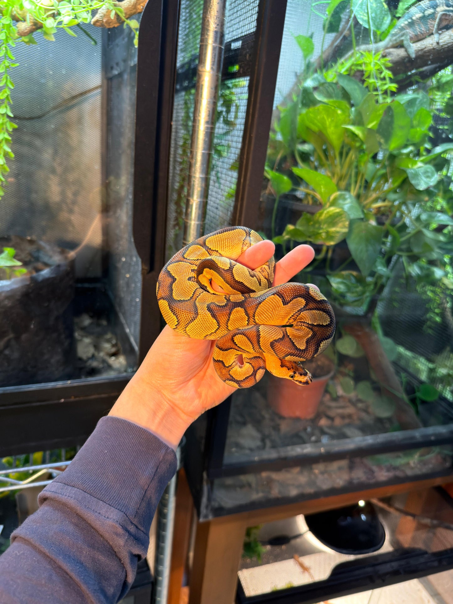 PITÓN BOLA CLOWN ENCHI YB MACHO