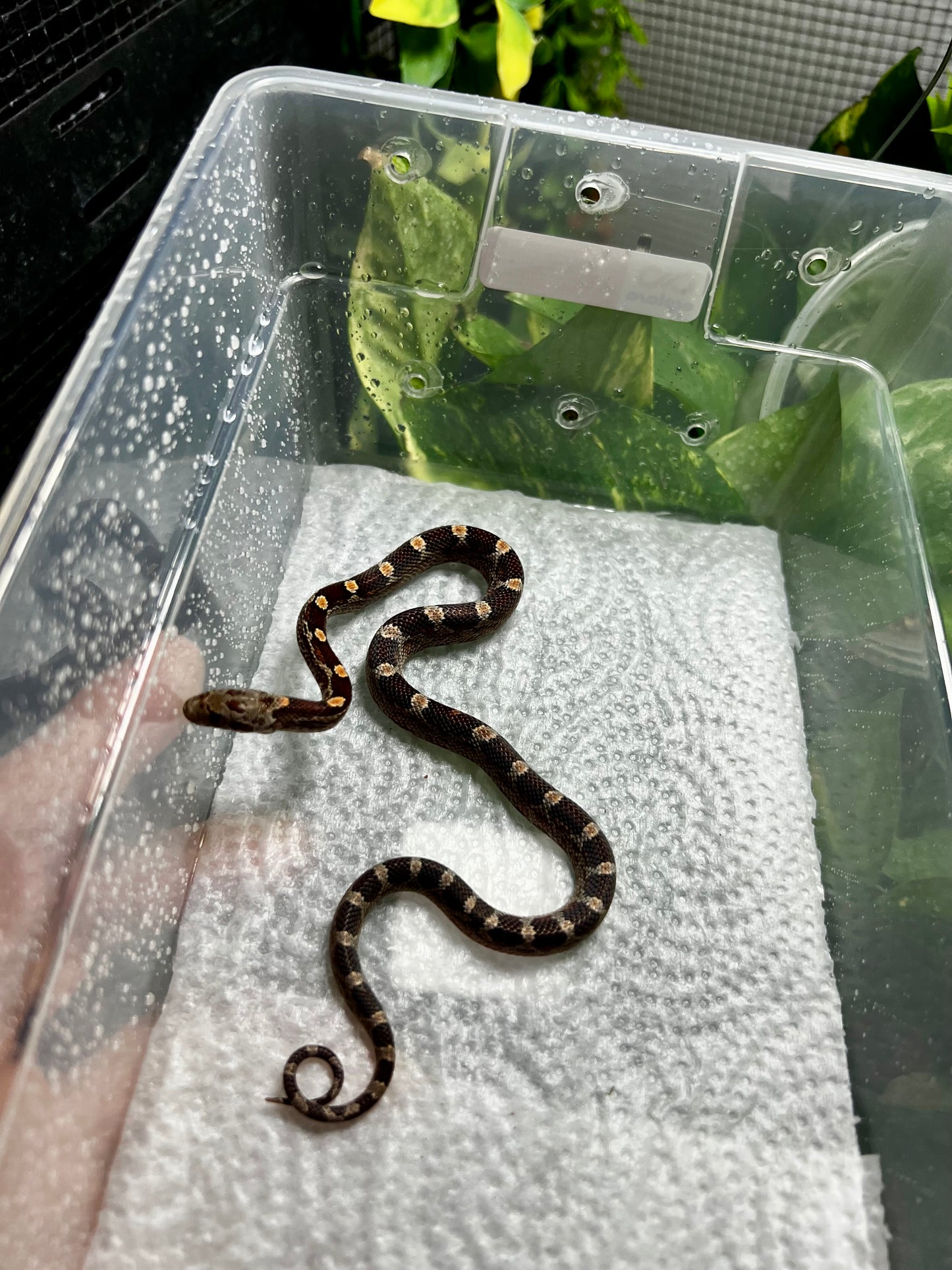 SERPIENTE MAICERA NOMINAL HEMBRA 19