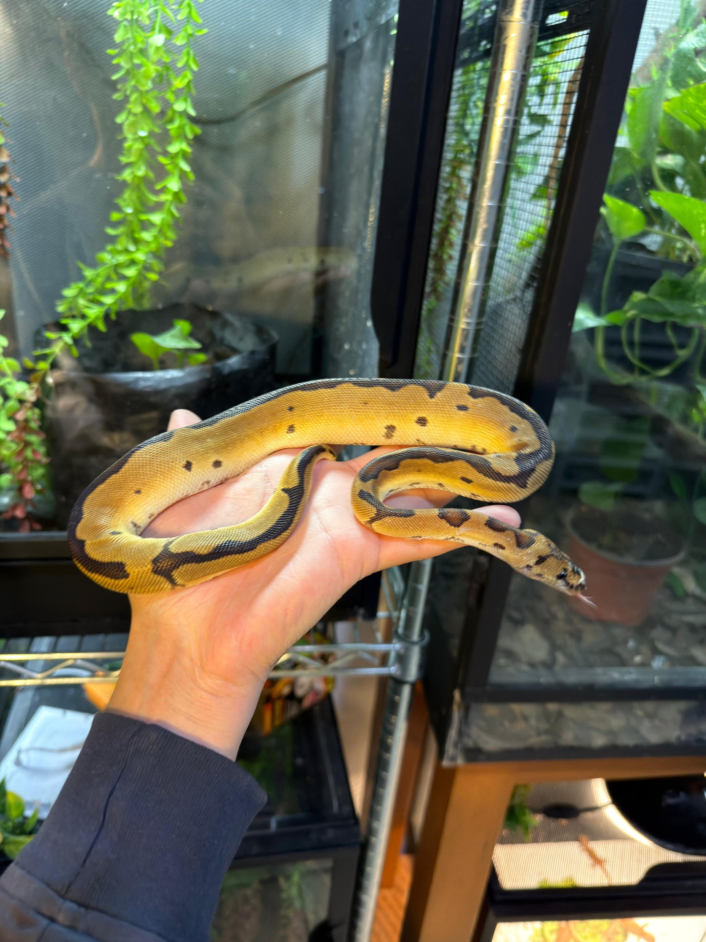 PITÓN BOLA CLOWN HEMBRA 2