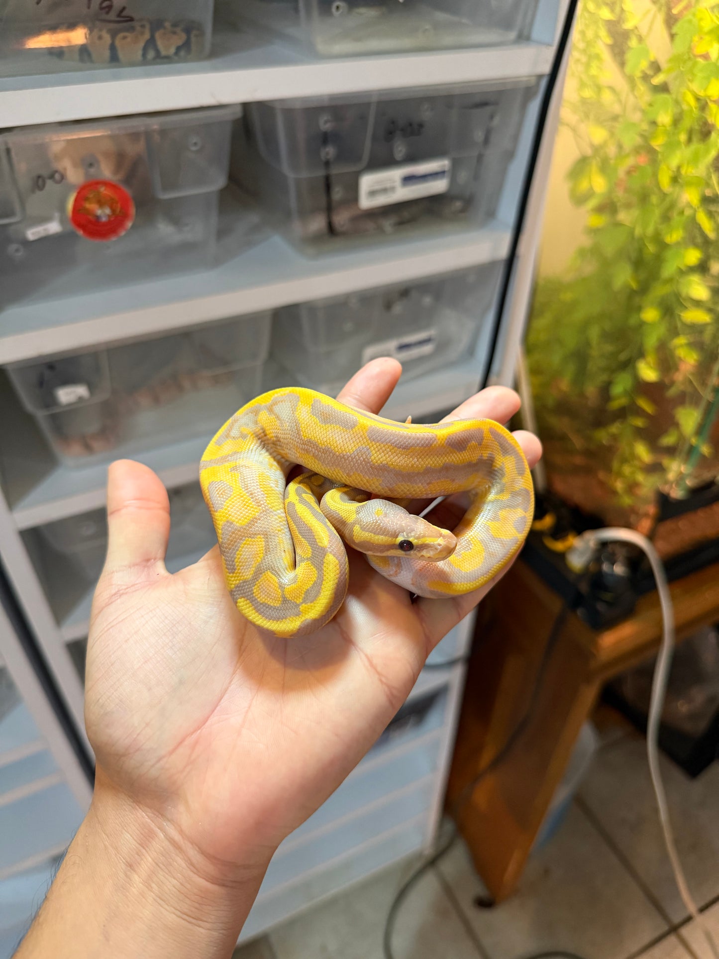 PITÓN BOLA BANANA PIED MACHO 20-03