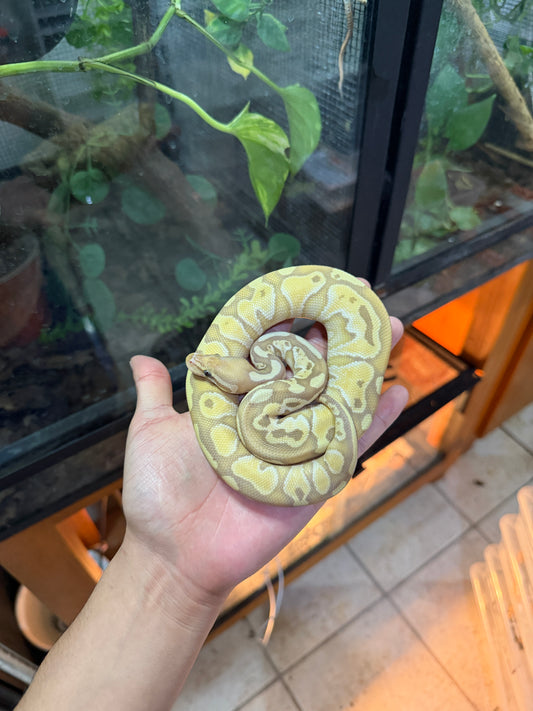 PITÓN BOLA BANANA LESSER MACHO 5