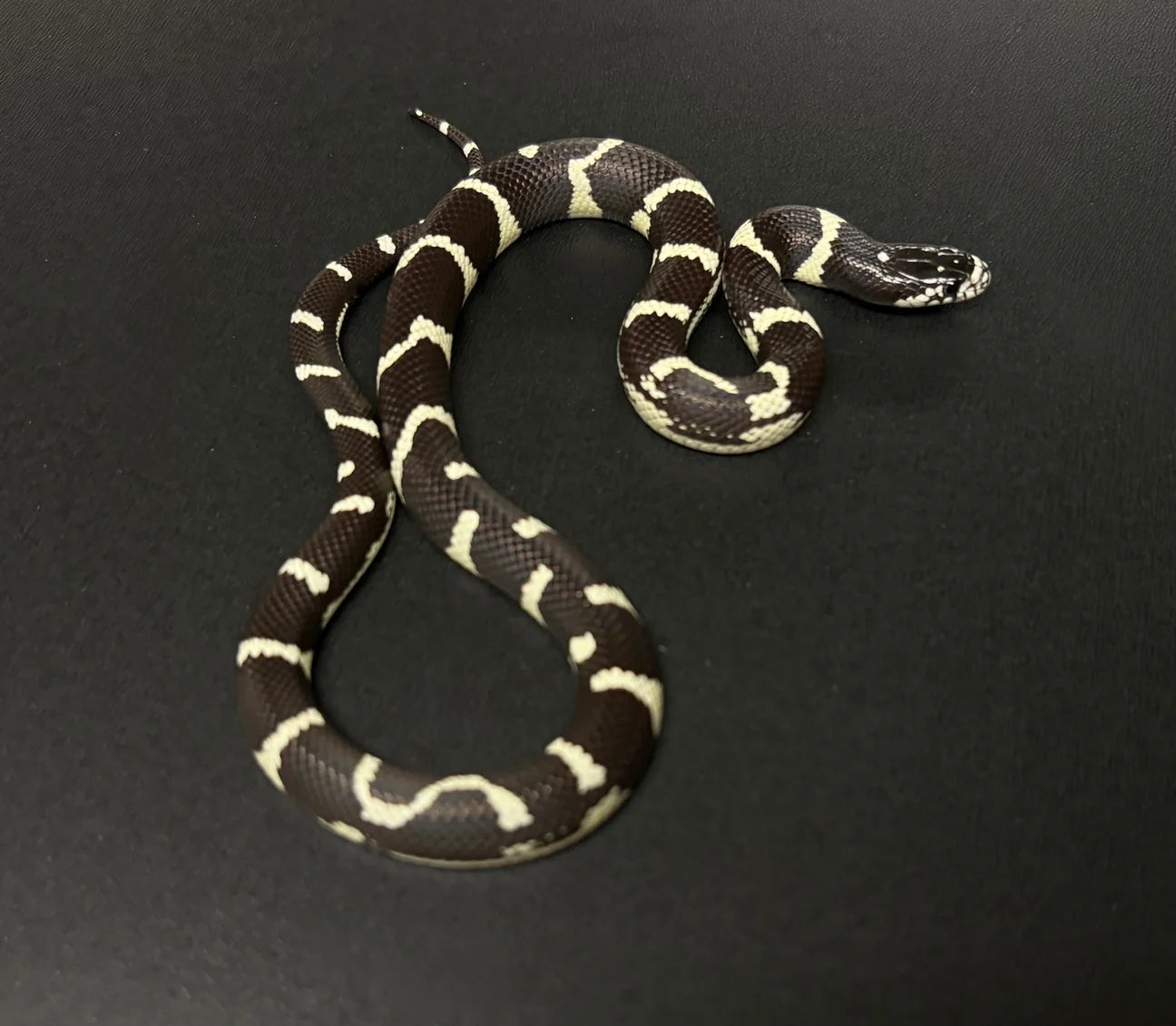 SERPIENTE REY DE CALIFORNIA BANDEADA S/s