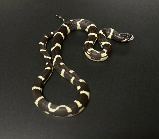 SERPIENTE REY DE CALIFORNIA BANDEADA S/s