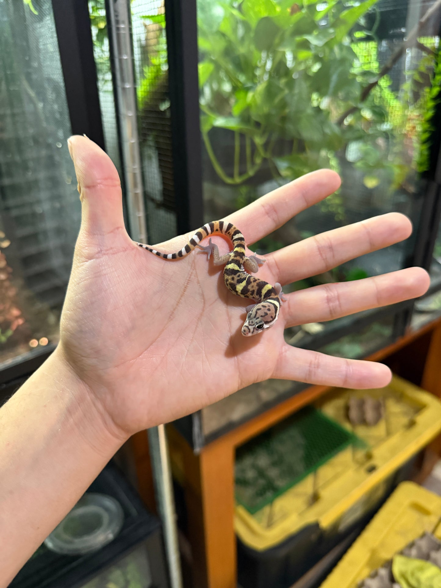 GECKO BANDEADO s/s (Coleonyx mitratus) 3