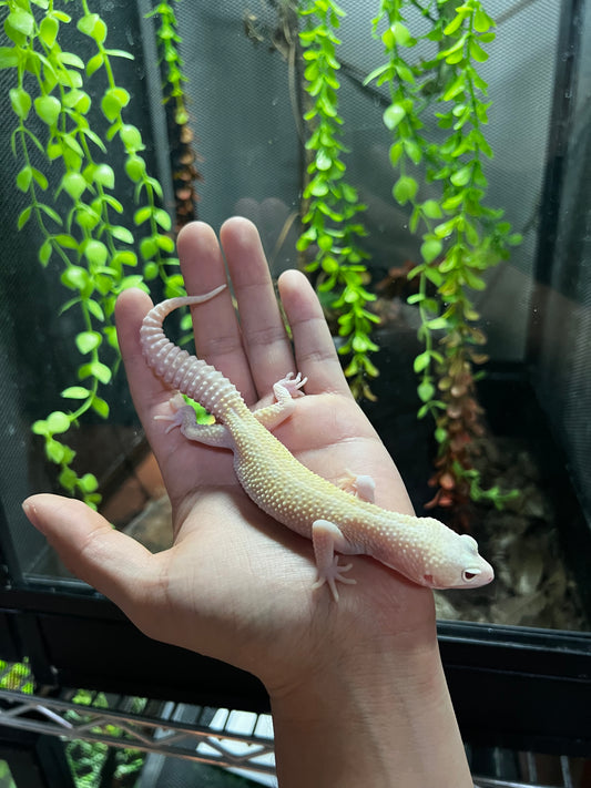 RAPTOR MACHO JUVENIL