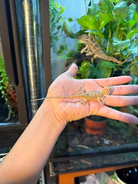 DRAGÓN BARBUDO NOMINAL 1P